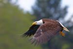 Juneau Bald Eagle