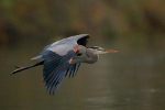 Blue Heron