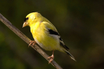 Goldfinch