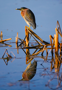 Green Heron