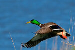 Mallard Duck