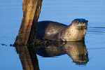 River Otter
