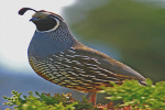 California Quail