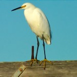 Young Snowy Egret