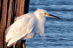 Snowy Egret