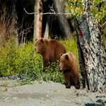 Grizzly, Lake Tustemena