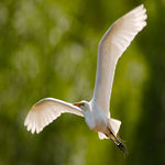 White Heron